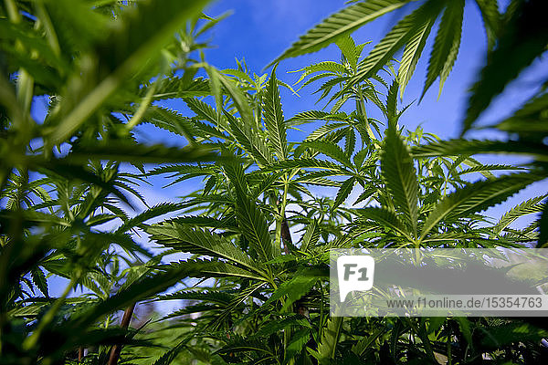 Cannabis (Cannabis sativa) Blätter im Freien; Nova Scotia  Kanada