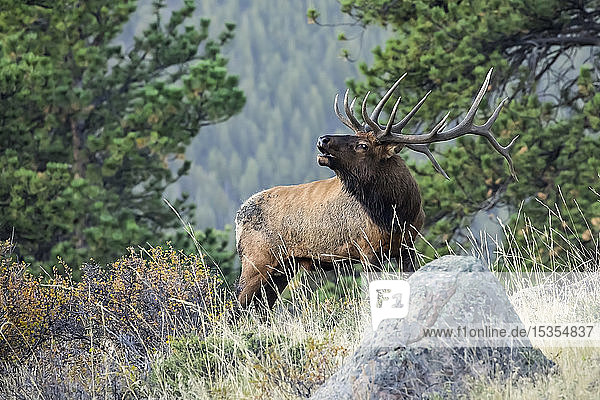 Bugling bull elk (Cervus canadensis); Denver  Colorado  United States of America