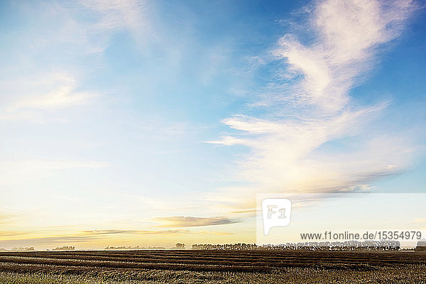 Ein Rapsfeld bei Sonnenuntergang  nachdem es geschwadet wurde und reif für die Ernte ist; Legal  Alberta  Kanada