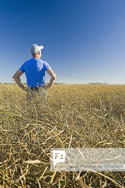 Ein Landwirt erkundet ein reifes  erntereifes Rapsfeld in der Nähe von Lorette  Manitoba  Kanada  das gerade geschnitten werden kann.