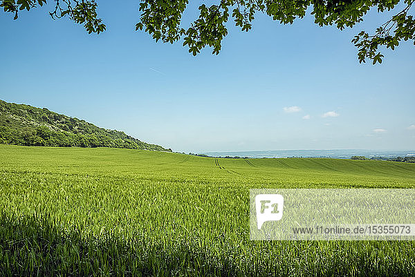 Hohe grüne Gräser auf einem Feld; Meopham  Kent  England