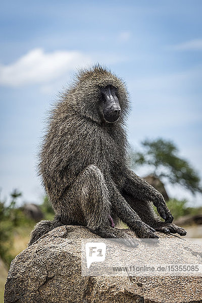 Olivenpavian (Papio anubis) sitzt auf einem Felsen und schaut nach rechts  Serengeti-Nationalpark; Tansania