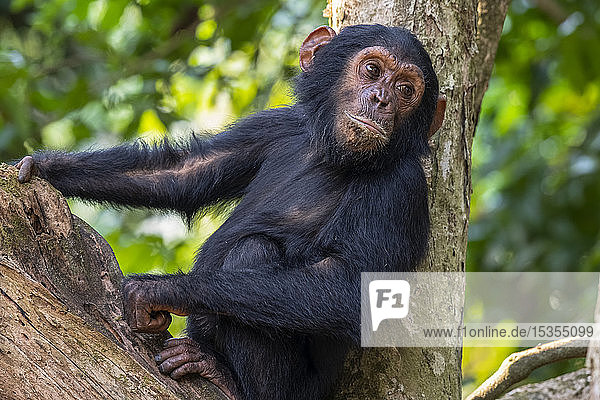 Junger Schimpanse (Pan troglodytes) ruhend in einem Baum im Mahale Mountains National Park am Ufer des Tanganika-Sees; Tansania