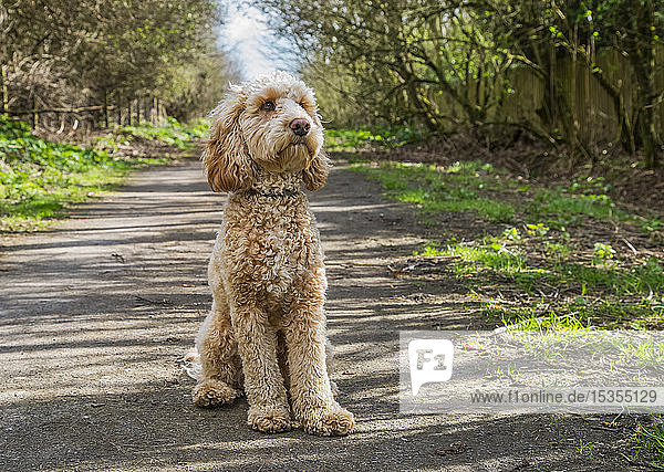 Porträt eines Golden-Doodle-Hundes  der auf einem Weg sitzt; South Shields  Tyne and Wear  England