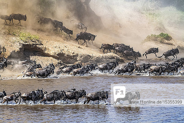 Eine große Herde Gnus (Connochaetes taurinus) wirbelt Staub auf  als sie ein Steilufer hinunterstürzt  um den Mara-Fluss zu überqueren  Serengeti-Nationalpark; Tansania