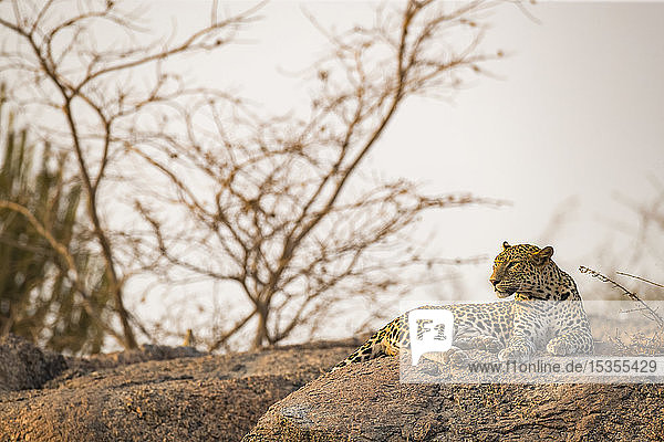 Leopard (Panthera pardus) liegt auf einem Felsen und schaut nach links  Nordindien; Rajasthan  Indien