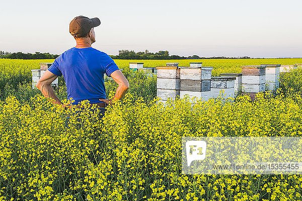 Ein Mann blickt auf kommerzielle Bienenstöcke am Rande eines blühenden Rapsfeldes in der Nähe von Niverville; Manitoba  Kanada