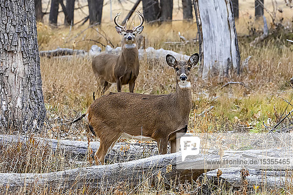 White-tailed deer (Odocoileus virginianus) buck and doe standing in a grass field; Denver  Colorado  United States of America