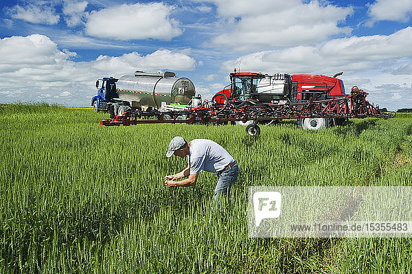 Ein Landwirt begutachtet Weizen in der Mitte des Wachstums neben einem Sprühgerät  mit dem er ein chemisches Bodenfungizid auf Weizen ausbringt  in der Nähe von Dugald  Manitoba  Kanada