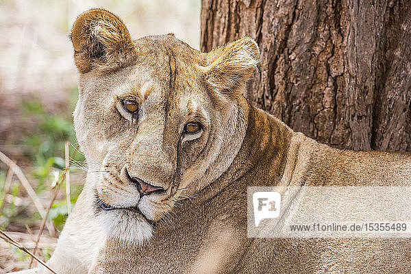 Nahaufnahme eines weiblichen Löwen (Panthera leo)  der in der Nähe eines Baumes im Tarangire-Nationalpark ruht; Tansania