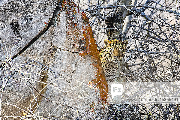 Leopard (Panthera pardus) späht hinter einem mit Flechten bedeckten Felsen im Ruaha-Nationalpark; Tansania