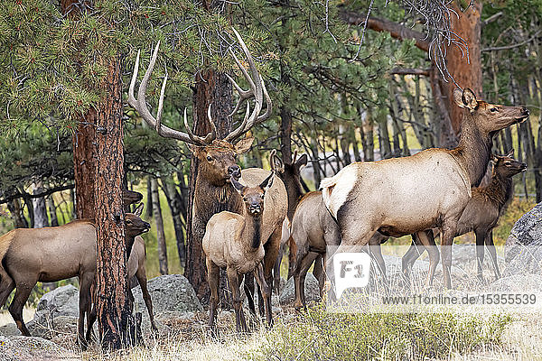 Bull elk (Cervus canadensis) with cow elk and calves; Denver  Colorado  United States of America