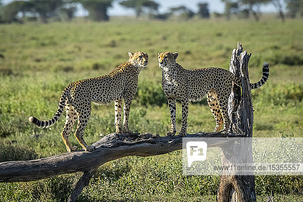 Zwei Geparden (Acinonyx jubatus) stehen sich auf einem toten Ast gegenüber  Serengeti-Nationalpark; Tansania