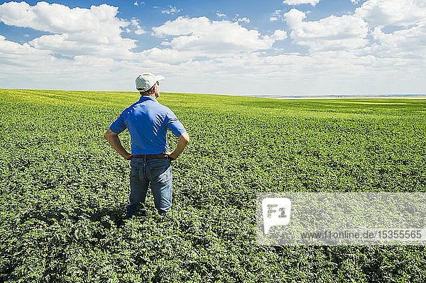 A farmer looks out over a mid-growth chickpea field  near Kincaid; Saskatchewan  Canada