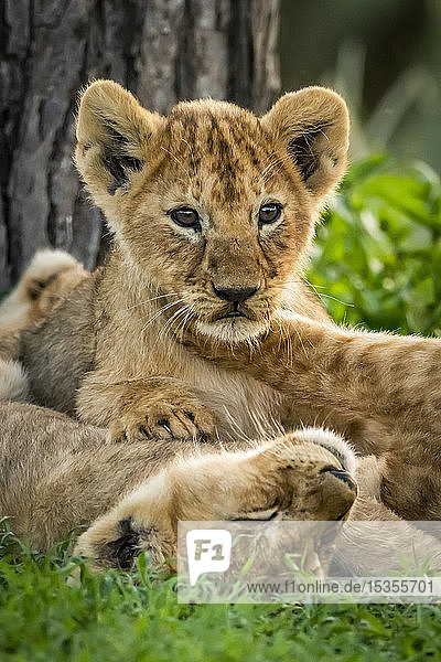 Löwenjunge (Panthera leo) im Gras liegend bei einem Baum  Serengeti National Park; Tansania