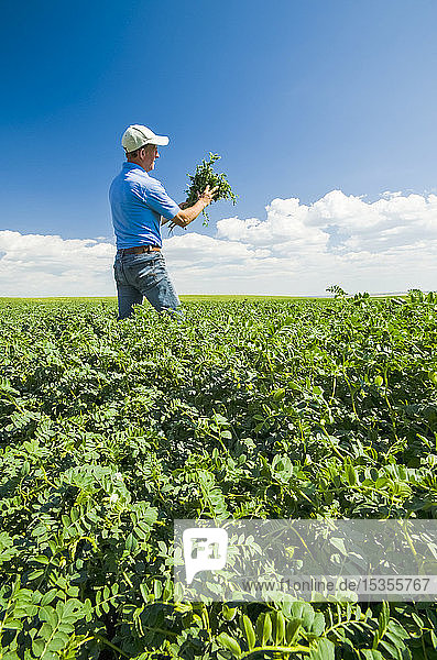 A farmer examining a mid-growth chickpea field  near Kincaid; Saskatchewan  Canada