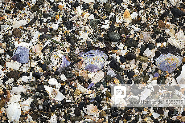 Zerbrochene Muscheln an einem Strand  Blackie Spit  Crescent Beach; Surrey  British Columbia  Kanada