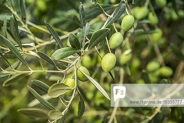 Nahaufnahme von grünen Oliven an einem Baum in der malerischen mittelalterlichen Stadt Groznjan  die von Künstlern genutzt wird; Groznjan  Istrien  Kroatien