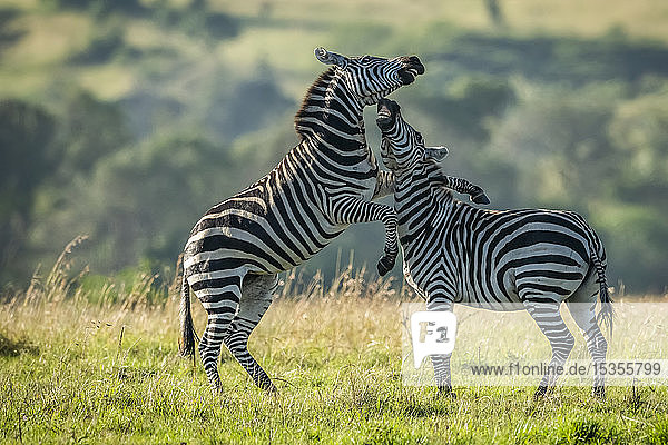 Zwei jugendliche Zebras (Equus quagga) spielen Kampf im Gras  Serengeti-Nationalpark; Tansania