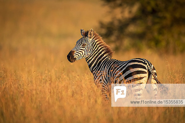 Steppenzebra (Equus quagga) steht im Gras und beobachtet die Kamera  Serengeti-Nationalpark; Tansania