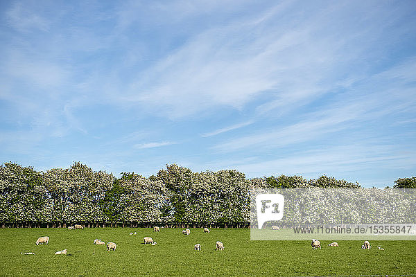 Schafe grasen auf einer üppigen Weide; Gore  Südinsel  Neuseeland