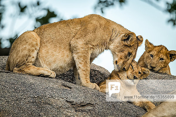 Ein Löwenjunges (Panthera leo) kuschelt mit einem anderen  während ein Geschwisterchen zusieht  Serengeti; Tansania