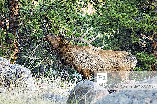 Bull elk (Cervus canadensis); Denver  Colorado  United States of America