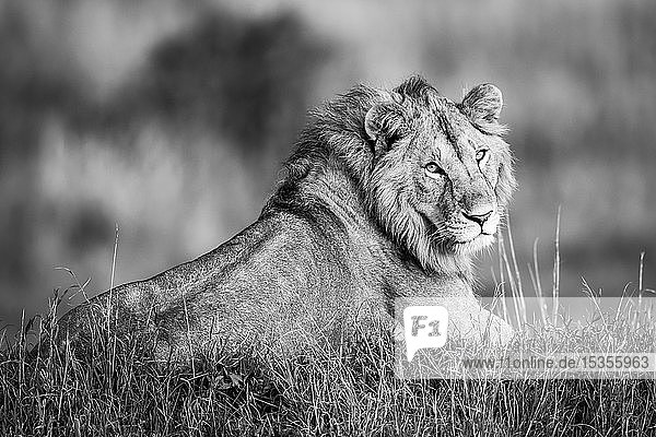 Monotoner männlicher Löwe (Panthera leo) liegt zur Kamera gewandt  Serengeti; Tansania