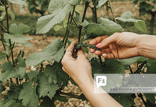 Woman's hands holding new growth of grape cluster on vine; Friuli Venezia Giulia  Italy