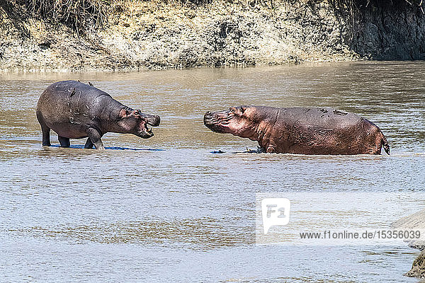 Zwei Flusspferde (Hippopotamus amphibious) stehen sich im seichten Wasser im Katavi-Nationalpark in Tansania aggressiv gegenüber.