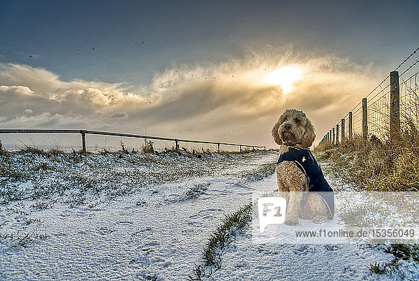 Hund mit Mantel und auf einem verschneiten Weg sitzend; South Shields  Tyne and Wear  England