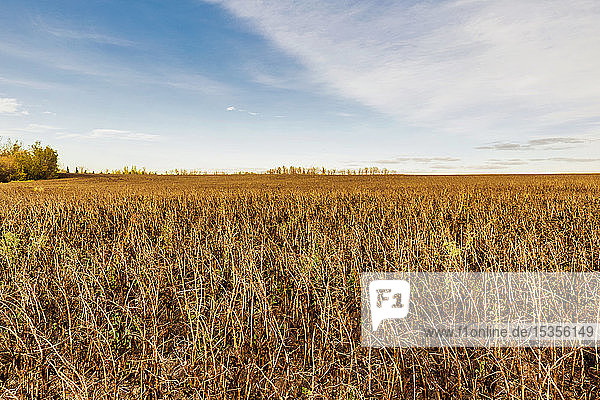 Ein Feld mit reifen Fava-Bohnen  bereit zur Ernte: Namao  Alberta  Kanada