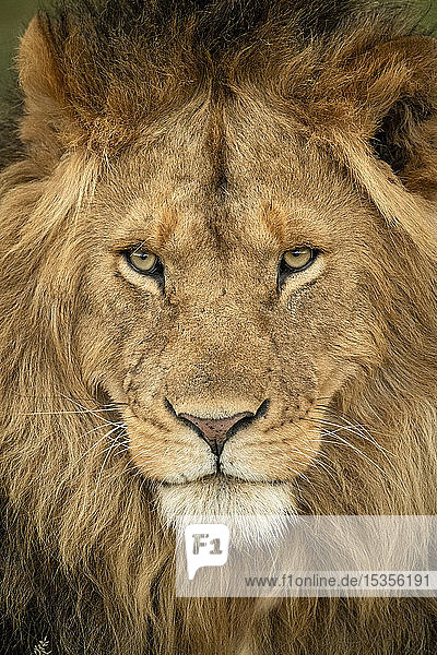 Nahaufnahme des Kopfes eines männlichen Löwen (Panthera leo)  der nach draußen starrt  Serengeti National Park; Tansania