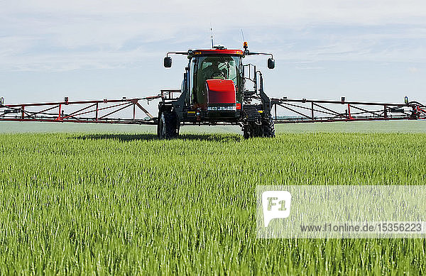 Ein Sprühgerät mit hohem Abstand bringt ein chemisches Bodenfungizid auf Weizen in der Mitte des Wachstums aus  in der Nähe von Dugald; Manitoba  Kanada