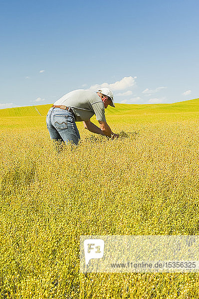Landwirt in einem reifenden Flachsfeld in der Nähe von Kincaid; Saskatchewan  Kanada