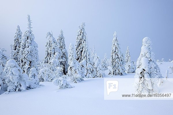 Tief verschneite  unberührte Winterlandschaft  schneebedeckte Fichten (Picea abies)  dichter Nebel  Nationalpark Harz  Sachsen-Anhalt  Deutschland  Europa