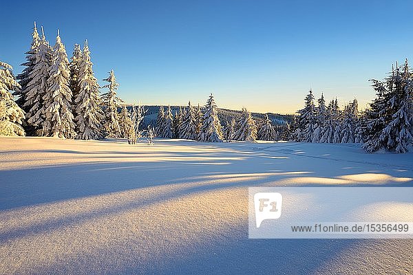 Verschneite Winterlandschaft am Fichtelberg im warmen Licht der Abendsonne  funkelnde Schneekristalle  bei Oberwiesenthal  Erzgebirge  Sachsen  Deutschland  Europa