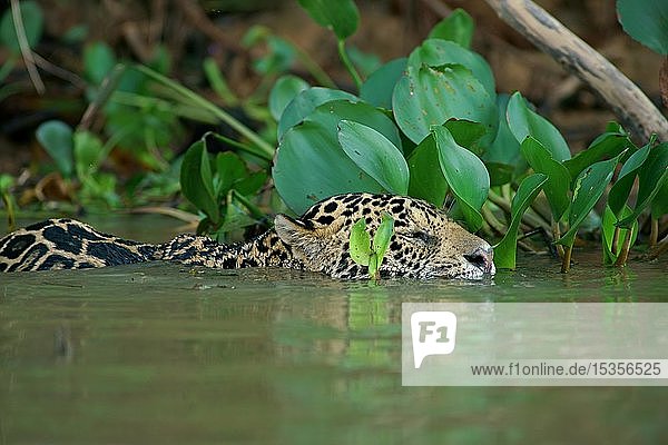Jaguar (Panthera onca) schwimmt im Fluss  Pantanal  Mato Grosso  Brasilien  Südamerika