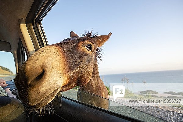 Cute wild donkey putting his head through car window  Spain  Europe