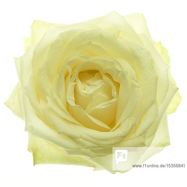 Rose (Rosa)  gelbe Blume  Ausschnitt  Deutschland  Europa