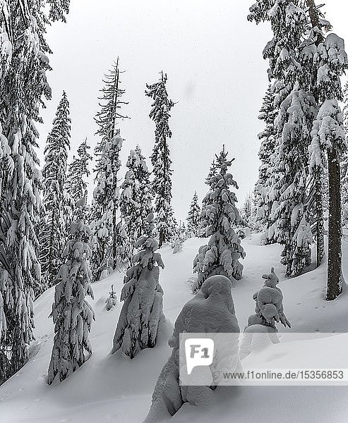 Schneebedeckte Fichten (Picea) im Winter  tiefer Schnee im Wald  Brixen im Thale  Tirol  Österreich  Europa