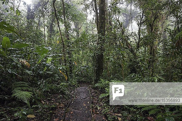 Encantado Trail  Wanderweg durch dichte Vegetation im Nebelwald  Reserva Bosque Nuboso Santa Elena  Provinz Guanacaste  Costa Rica  Mittelamerika