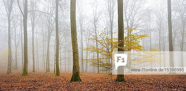 Buchenwald (Fagus) mit letzten gelben Blättern im Herbst  kahle Bäume und Nebel  Nationalpark Kellerwald-Edersee  Hessen  Deutschland  Europa