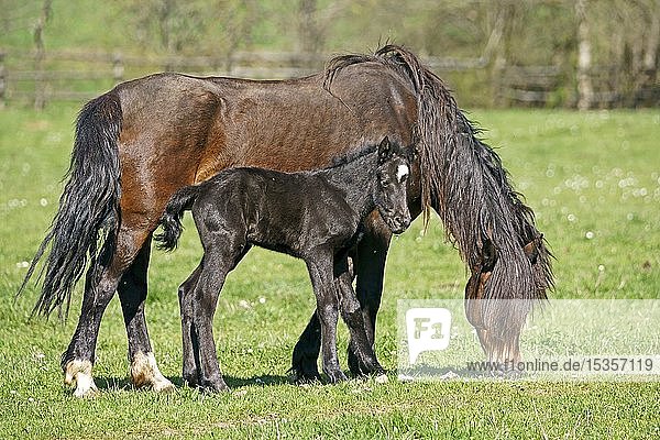 Domestic horses mare with foal grazes on the pasture Germany Europe