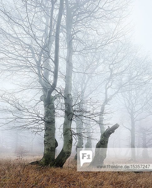 Mysteriöser Laubwald mit Nebel im Herbst  kahle Buchen (Fagus)  Erzgebirge  Tschechische Republik  Europa