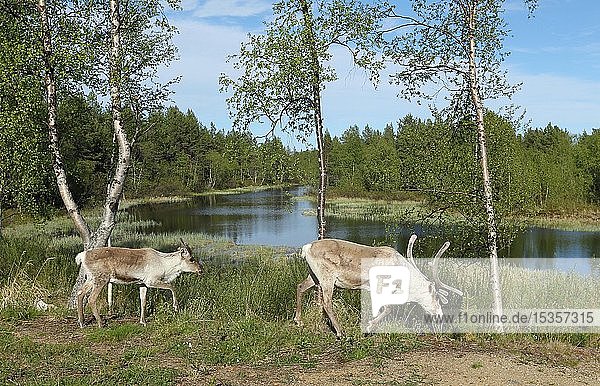 Rentier (Rangifer tarandus)  mit Jungtier  Flusslandschaft  Lappland  Schweden  Europa