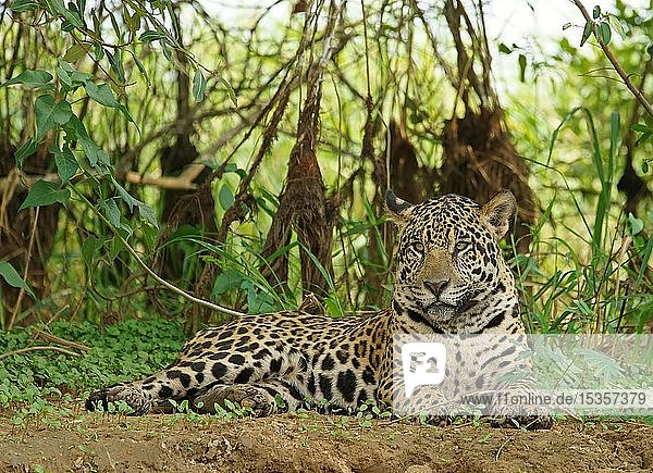 Jaguar (Panthera onca) liegt am Flussufer  Pantanal  Mato Grosso  Brasilien  Südamerika