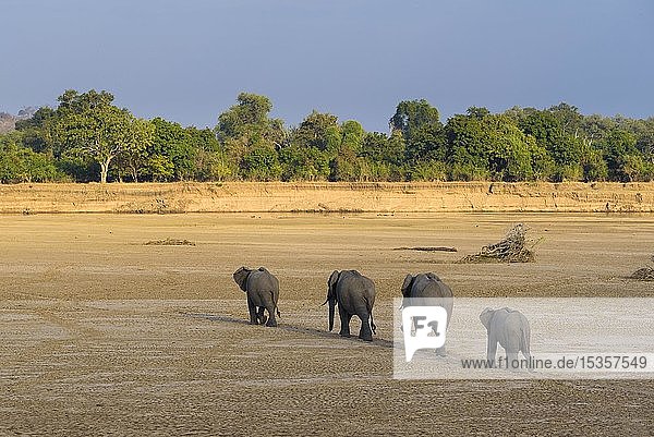 Afrikanische Elefanten (Loxodonta africana) laufen in einer Reihe durch ein trockenes Flussbett  Luangwa River  South Luangwa National Park  Sambia  Afrika