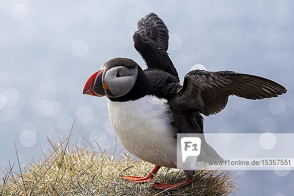 Puffin (Fratercula arctica)  stands in the grass  has spread wings  bird rock Latrabjard  Westfjorde  Iceland  Europe