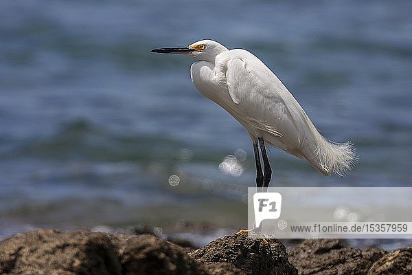 Snowy egret (Egretta thula) stands on rocks by the water  Playa Samara  Samara  Nicoya Peninsula  Guanacaste Province  Costa Rica  Central America